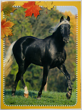 Dünne Pferd AK Postkarte - Bibi und Tina - Rocky Mountain Pony, kleine Knicke comprar usado  Enviando para Brazil