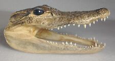 Alligator head skull for sale  Vermillion