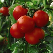 Tomato plugs fruit for sale  IPSWICH