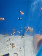 marine clownfish for sale  RUGELEY