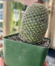 Mammillaria matudae cactus for sale  Covina