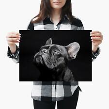 Black french bulldog for sale  SELBY