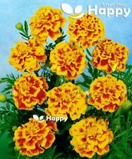 French marigold del for sale  DONCASTER