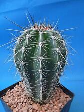 Saguaro cactus nice for sale  Tucson
