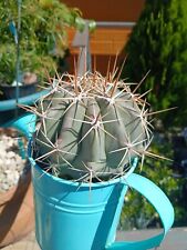 Ferocactus emoryi orcutt for sale  Tucson
