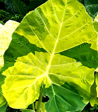 Colocasia Gigante Aurea Var Hook. f. species New HB Elephant ear + Phyto Cert for sale  Shipping to South Africa