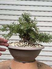 Rosmarino bonsai shohin usato  Italia