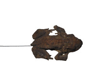 Curiosite mummified toad d'occasion  Expédié en Belgium