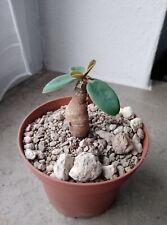 Euphorbia brunellii caudex gebraucht kaufen  Coswig