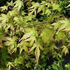Japanese maple acer for sale  Shipping to Ireland