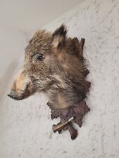 Wildschwein keilerkopf kopf gebraucht kaufen  Tirschenreuth