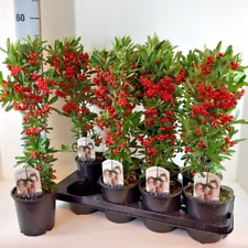 Pyracantha red star for sale  DUDLEY