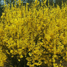 Forsythia weekend deciduous for sale  UK