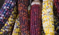 Flint sweet corn for sale  SALISBURY