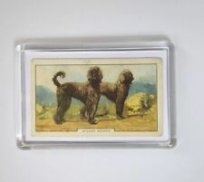 Afghan hound vintage for sale  THIRSK