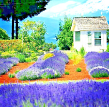 1200 english lavender for sale  Greenville