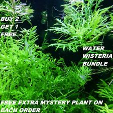 Hygrophila difformis bunch for sale  Opa Locka