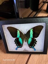 Real butterfly framed for sale  Mineral Bluff