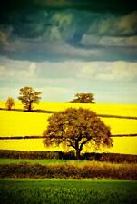 Rapeseed oil fields for sale  READING