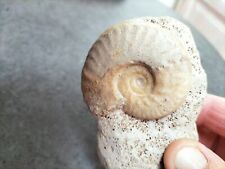 Ammonites d'occasion  Saumur