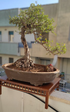 Vero bonsai ulivo usato  Conversano
