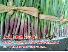 500x chinese garlic for sale  LANCASTER
