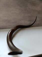 cattle horns for sale  CREWE