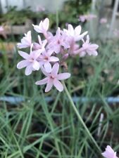 New tulbaghia pink for sale  MEXBOROUGH