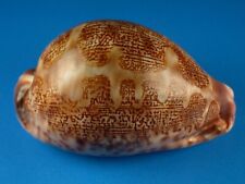 Cypraea mappa curvati for sale  Kapolei