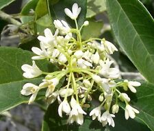 Fragrant tea olive for sale  Pelzer