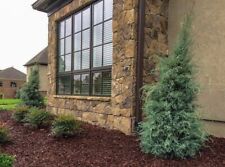 arizona cypress for sale  Mcminnville