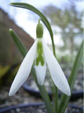 Galanthus wasp snowdrops for sale  SLEAFORD