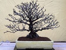 Joe bonsai japanischer gebraucht kaufen  Spiesen-Elversberg