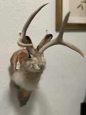 Beautiful jackalope taxidermy for sale  Portland