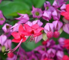 Clerodendrum thomsoniae red for sale  Homestead