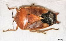 Hemiptera Pentatomidae sp 19-26mm A-/A2 from MAPIA, INDONESIA - #0472 , used for sale  Shipping to South Africa