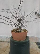 Acer palmatum deshojo usato  Italia