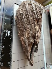 Partial mastodon tooth for sale  Plymouth