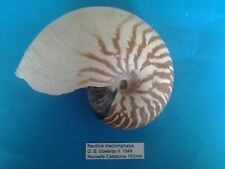 Nautilus macromphalus coquilla d'occasion  Conty