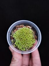 Pincushion moss 2in for sale  Callahan