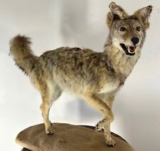 Jackal african taxidermy for sale  Fort Lauderdale
