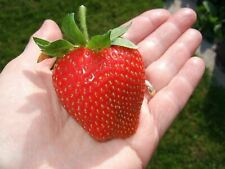Pack giant strawberry for sale  COLCHESTER
