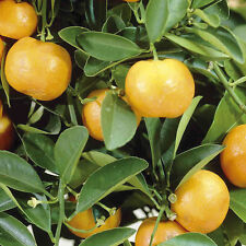 Orange tree fruit for sale  IPSWICH