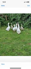 Goose hatching eggs for sale  WELLS