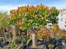 Cactus plantes grasses d'occasion  Marseille II
