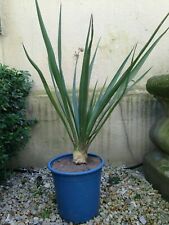 Yucca palme freilandpalme gebraucht kaufen  Garbsen-