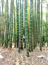 10 semillas de bambú neotropicales gigantes - Guadua angustifolia - (Bambú Gua Duo Zhu) segunda mano  Embacar hacia Argentina