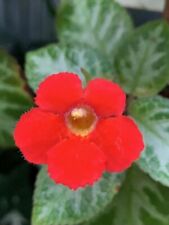 Episcia Faded Jade, Red Flowers - Indoor/Outdoor Plant 🪴 , used for sale  Shipping to South Africa