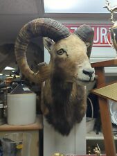 Gorgeous mouflon sheep for sale  New Holland