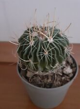 Cactus echinofossulocactus lam usato  Lentini
